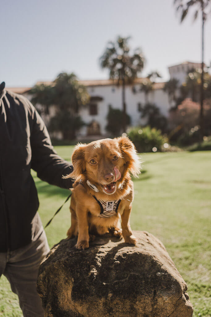 Dog friendly places in Santa Barbara-County Courthouse Garden