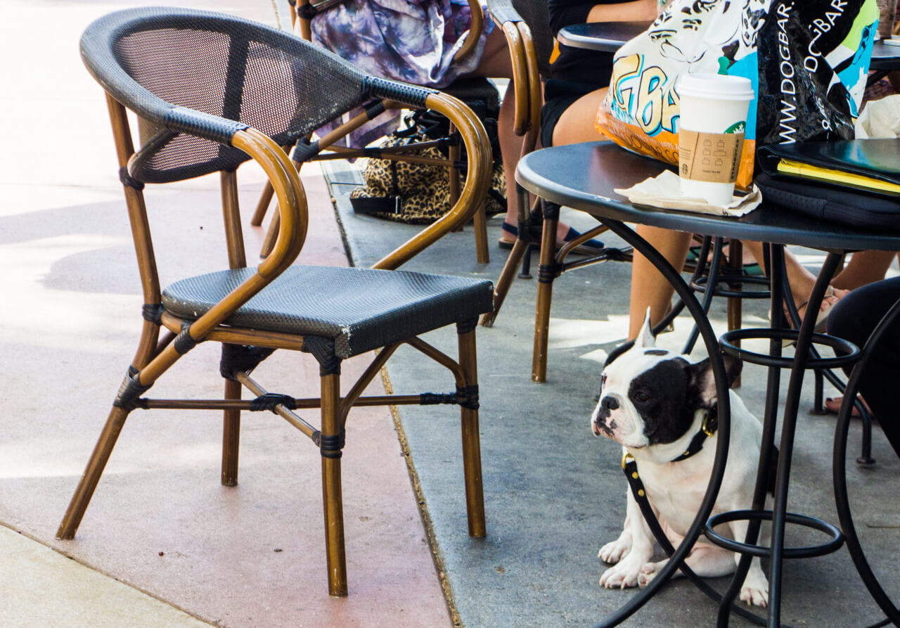 where to take your dog in Florida, dog friendly cities in American south