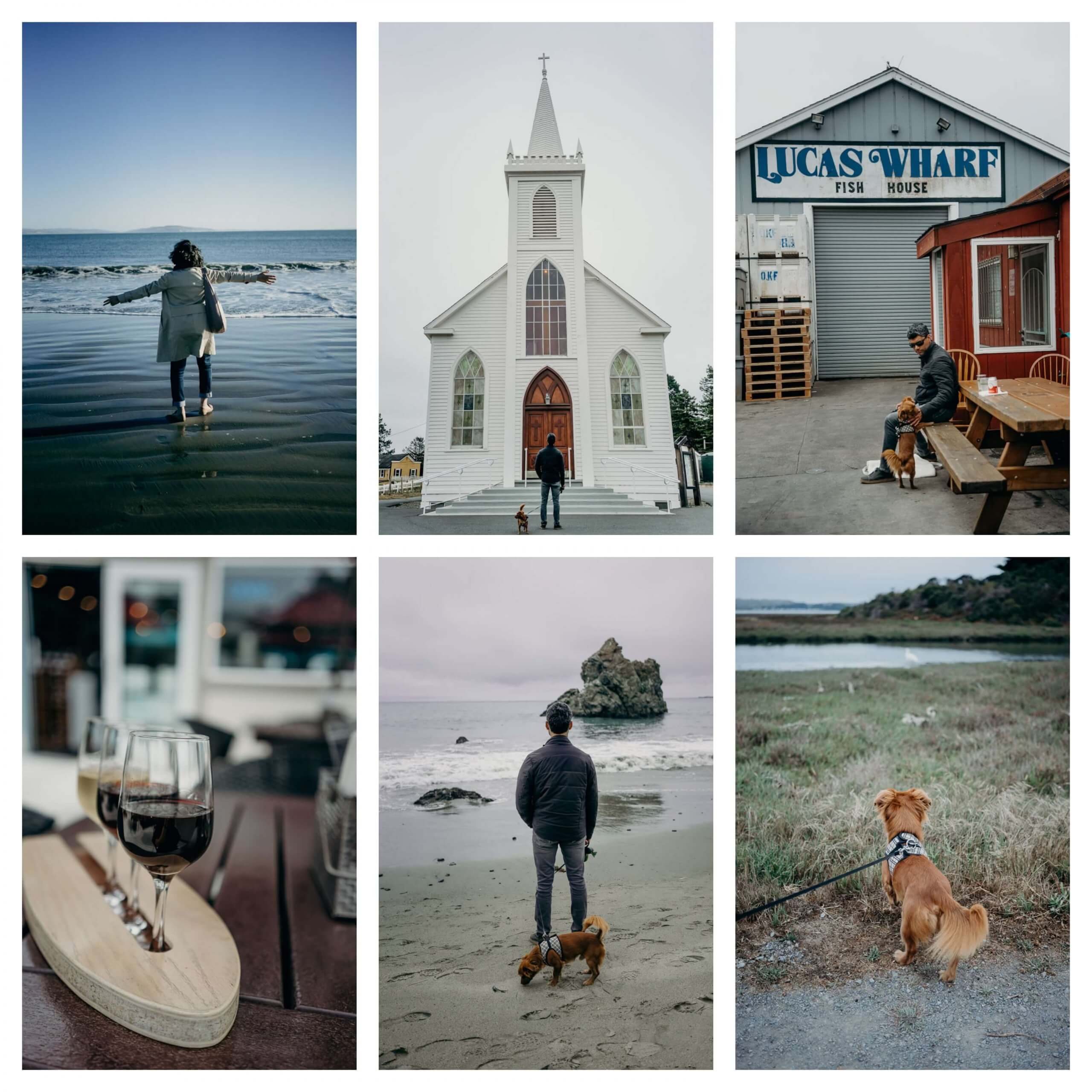 dog friendly California road trip at Bodega Bay