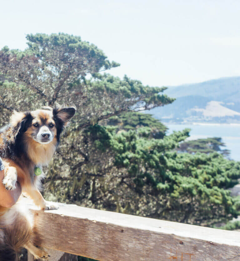 The 10 best dog friendly hotels in Carmel for all budgets