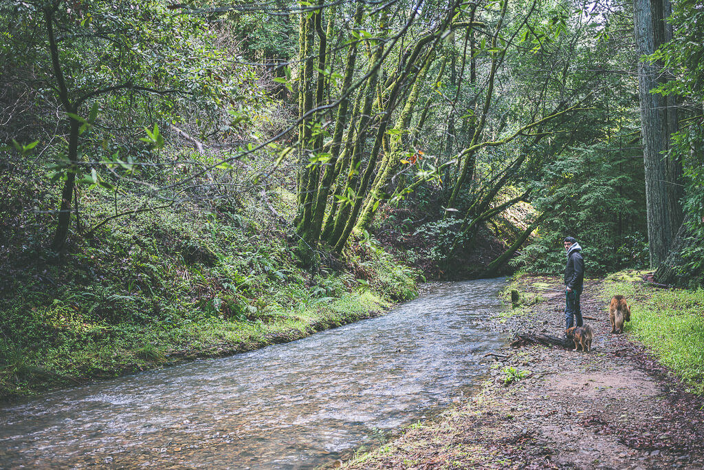 Dog friendly hikes in San Francisco Bay Area, Dawn Falls Trail