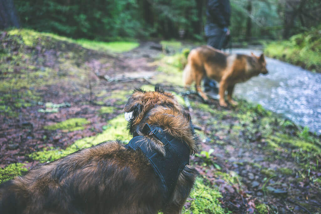 Dawn Falls Trail, Larkspur is one of the best dog friendly waterfall hikes in Marin County