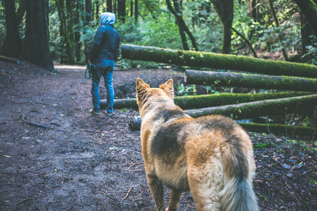 dawn falls trail larkspur, dawn falls larkspur, dog friendly trail in larkspur, dog friendly hiking dawn falls trail dogs allowed on dawn falls trail, marin hiking, 