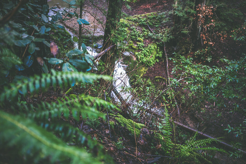 dawn falls trail larkspur, dawn falls larkspur, dog friendly trail in larkspur, dog friendly hiking dawn falls trail dogs allowed on dawn falls trail, marin hiking, 