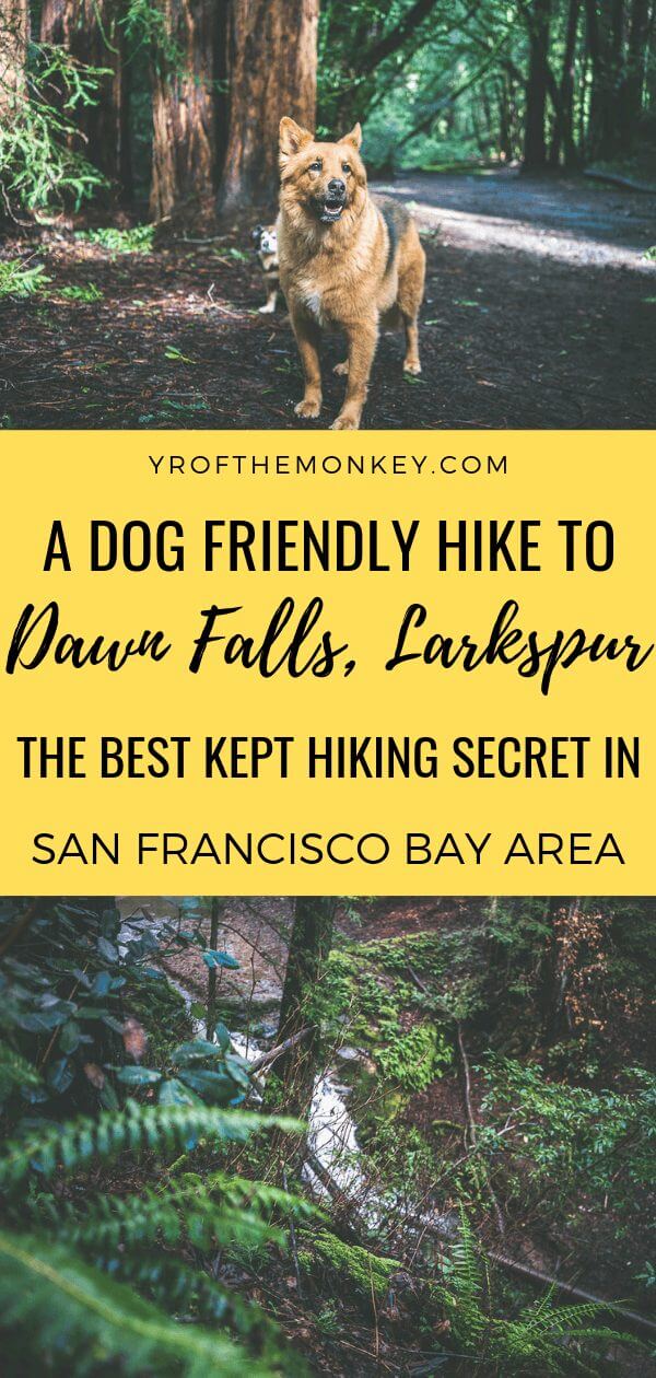 Dawn Falls Trail Larkspur-the best kept hiking secret of Bay Area, CA