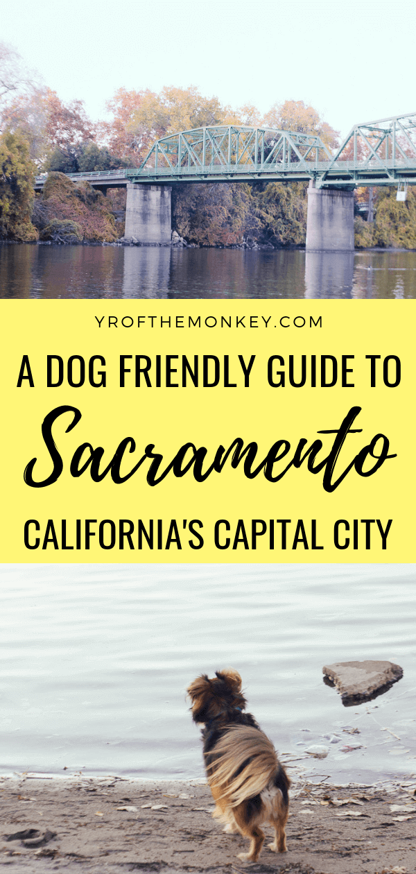 This is a dog friendly guide to Sacramento, USA, the capital of California which is very much under the radar. Discover dog friendly activities, farm to fork dining and dog friendly budget stay option in this post by a seasoned traveling dog mom. Pin this to your California or dog friendly travel board now! #california #sacramento #USA #northamerica #dogfriendly #travelwithdogs #petfriendly #dogfriendlytravel