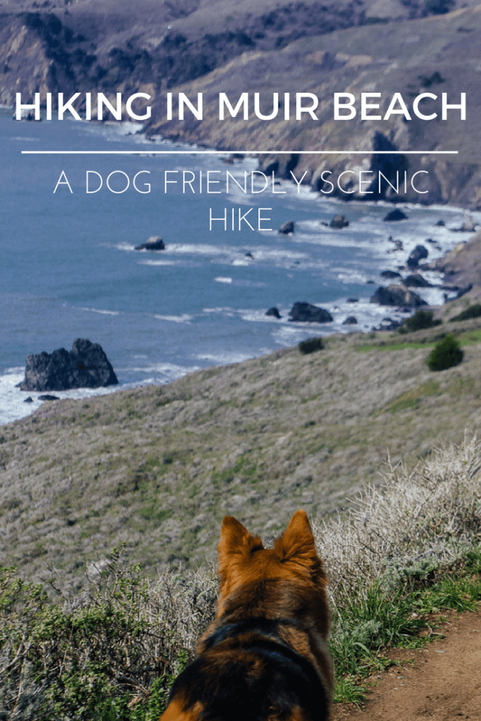 Dogs hiking Muir beach lookout Bay area GGNRA California Marin