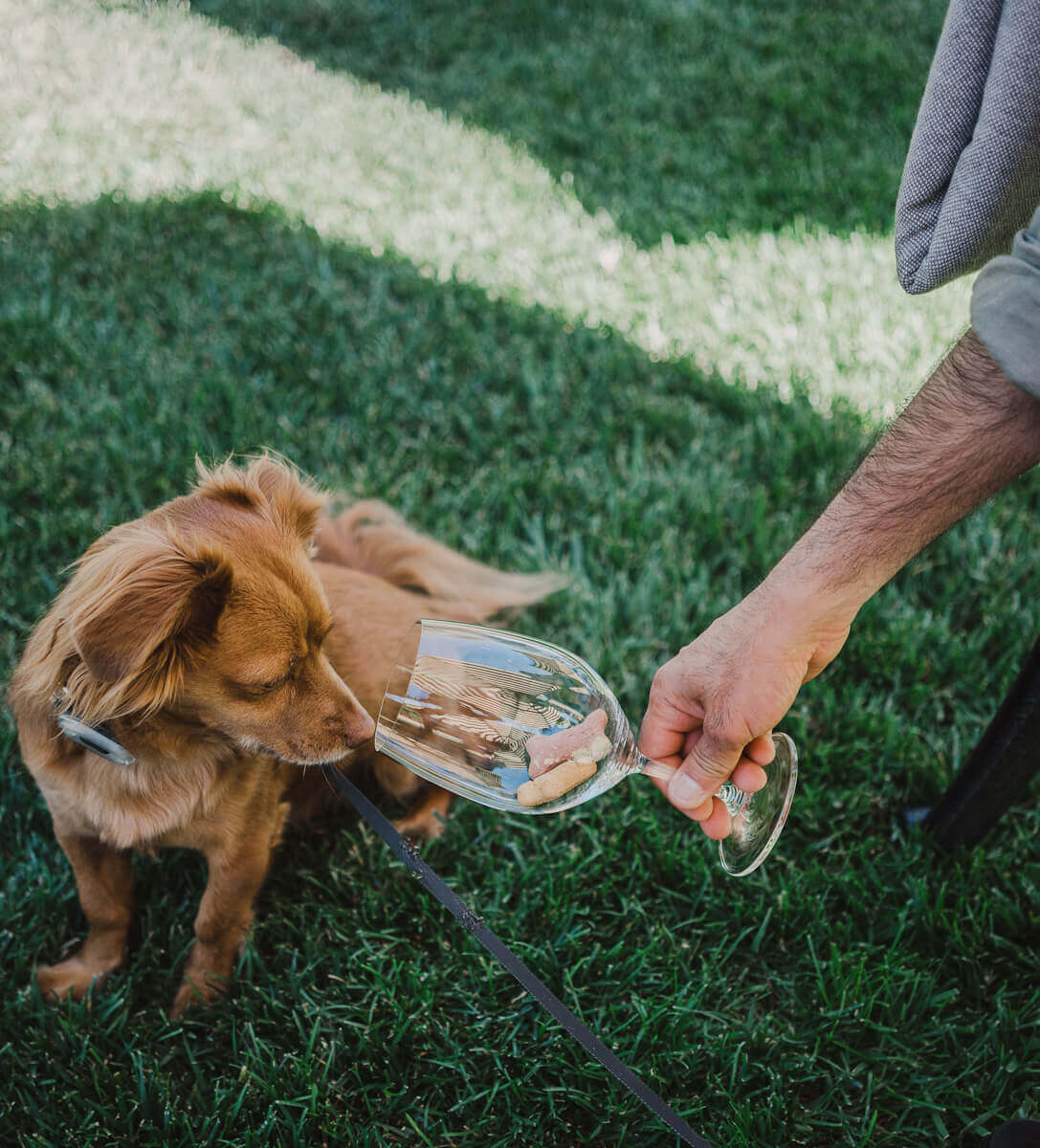 Dog friendly wineries in Calistoga-Bennett Lane winery