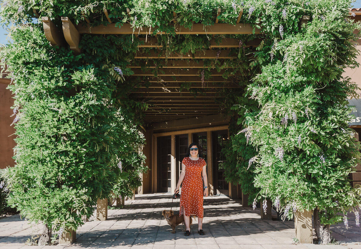 Dog friendly wine tasting in Calistoga at Bennett Lane winery