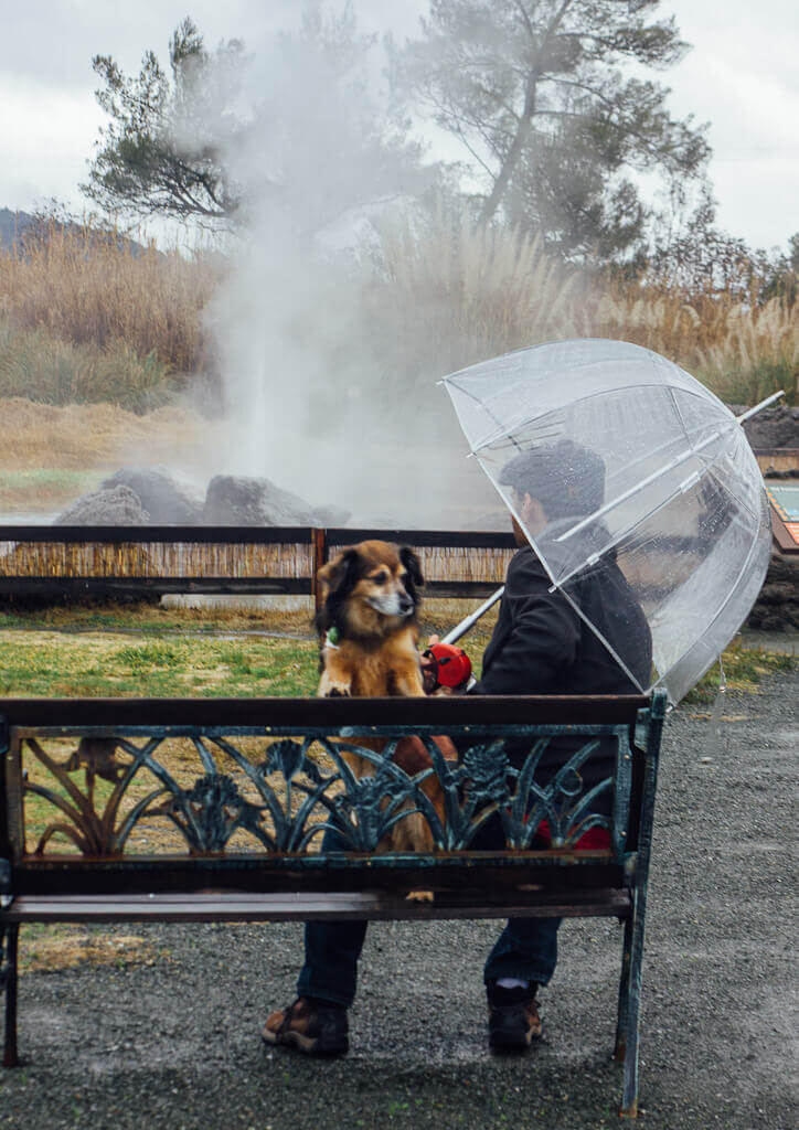 dog friendly things to do in Calistoga: Visit Old faithful geyser on Tubbs Lane