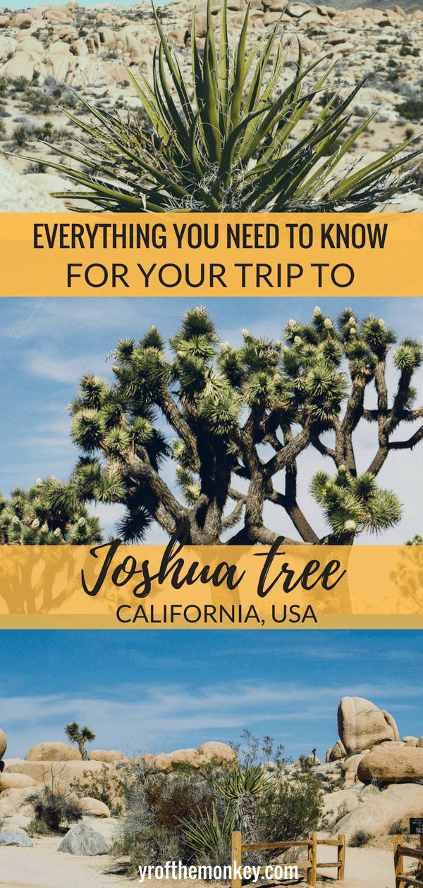 Joshua tree guide is a first time visitors guide to Joshua tree national Park, California, USA. Includes information on best Joshua tree hikes, Joshua tree trails, hotels and restaurants near Joshua tree national Park. Read this guide for a day trip to Joshua tree and pin it to your California board! #joshuatree #california #hiking #nationalparksUSA #USnationalparks
