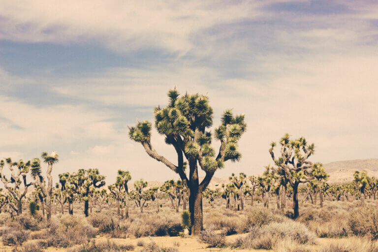 Joshua tree national park Palm springs Cholla cactus travel California photography nature geology