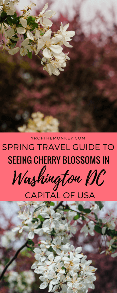 This is a spring travel guide to Washington DC, USA for the Cherry Blossom festival. A guide to best DC sights, activities and tips to see the cherry blossoms. Pin it to your Cherry blossom or USA travel guide #cherryblossoms #washingtondc #USAvacation #cherryblossomfestival #springvacation #USA