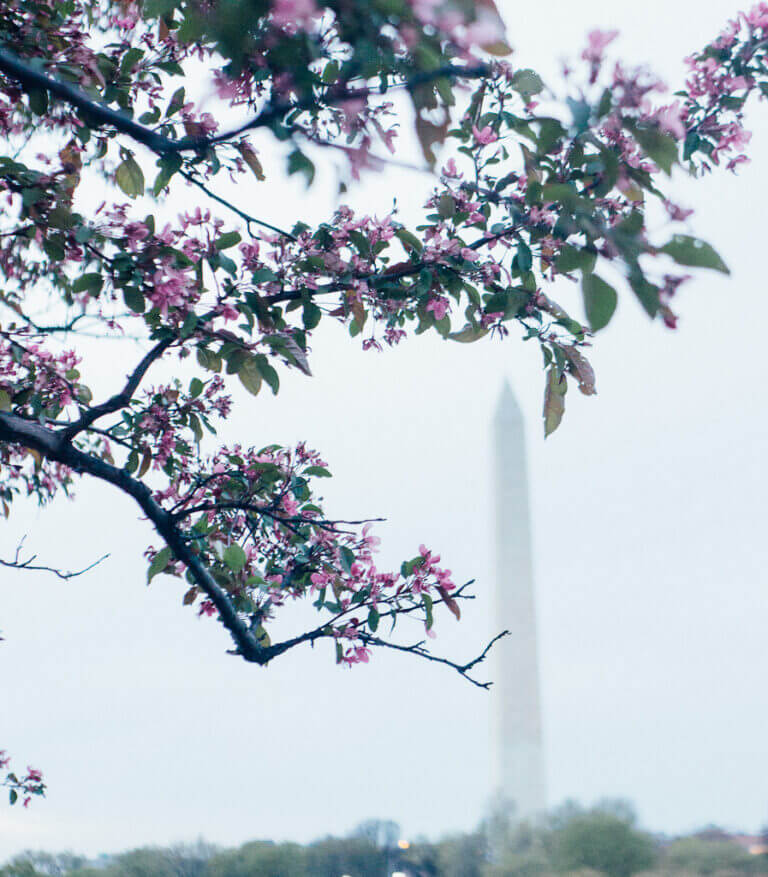 Washington DC Lincoln memorial USA capital spring cherry blossom festival travel photography culture history politics white house Barack Obama President