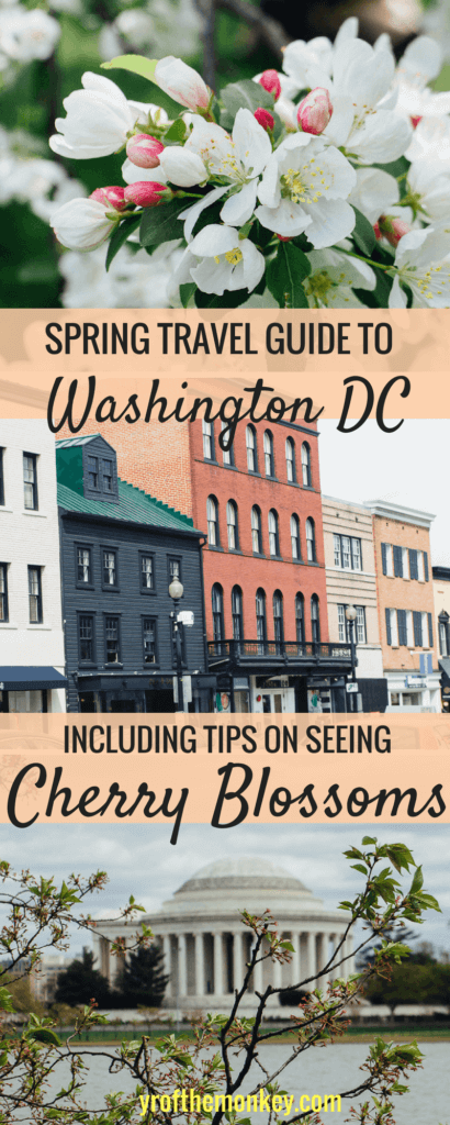 This is a spring travel guide to Washington DC, USA for the Cherry Blossom festival. A guide to best DC sights, activities and tips to see the cherry blossoms. Pin it to your Cherry blossom or USA travel guide #cherryblossoms #washingtondc #USAvacation #cherryblossomfestival #springvacation