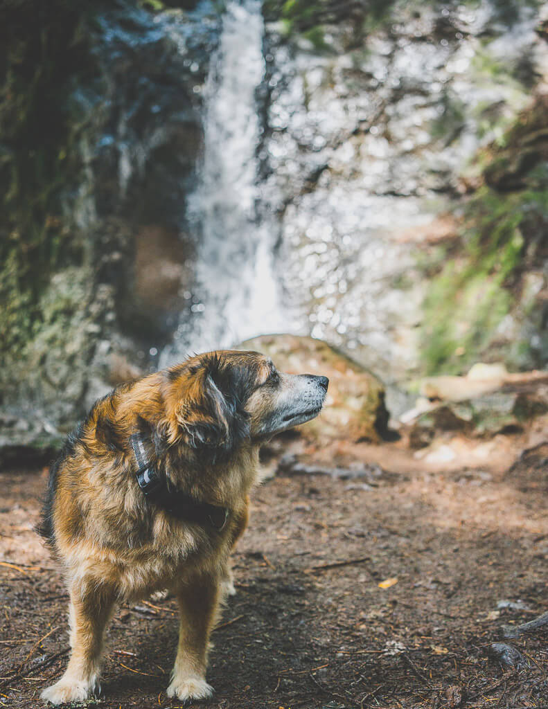 are dogs allowed at cascade falls