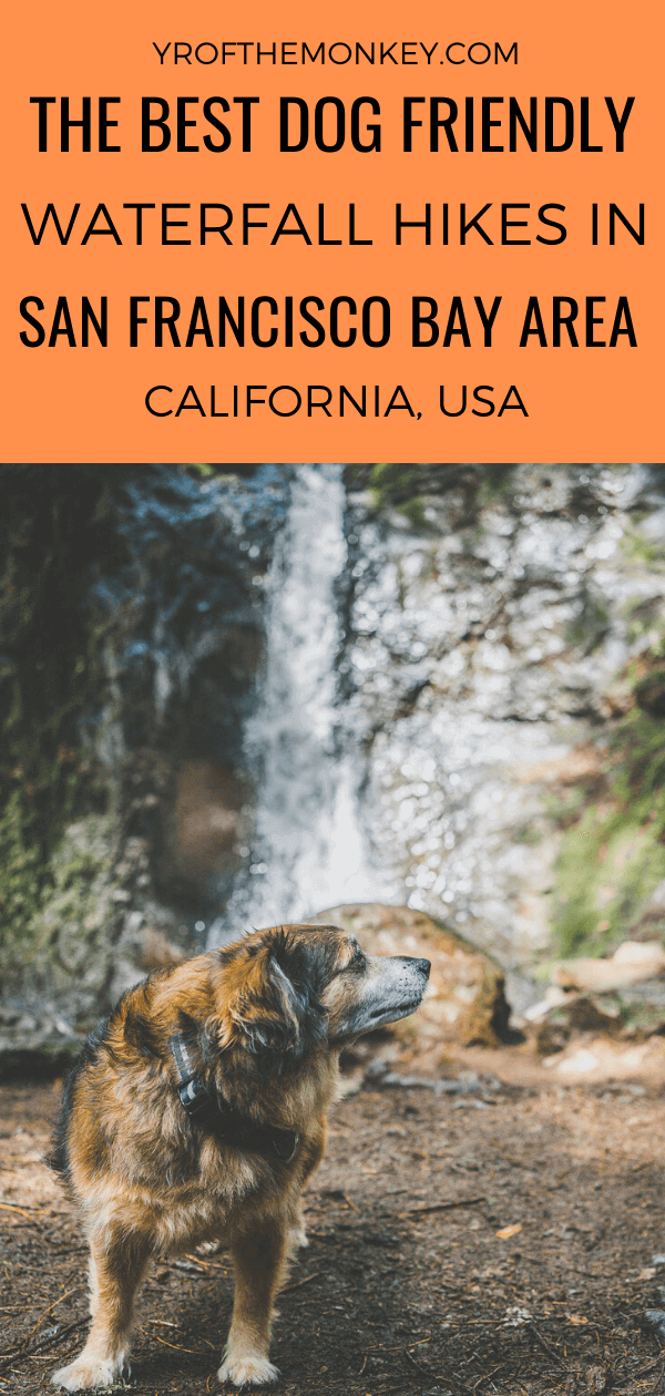 Looking for hikes to gushing waterfalls in the San Francisco Bay Area that are also dog friendly? Then read this dog mom's guide to three such dog friendly hiking trails in SF Bay area that lead to gorgeous waterfalls. #sanfrancisco #sfbayarea #USA #california #dogfriendlyhikes #dogfriendlytravel #hikingwithdogs #dogfriendlyhiking #hikingtrails #bayareahiking #waterfallhikesbayarea