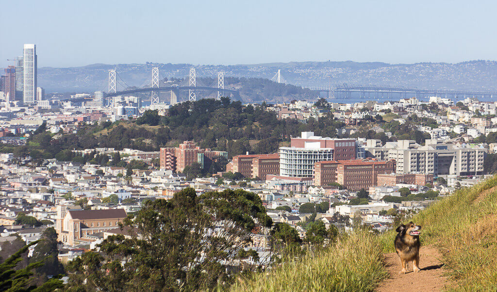 Bernal Hill is a dog play area in Bernal heights Park and has spectacular views