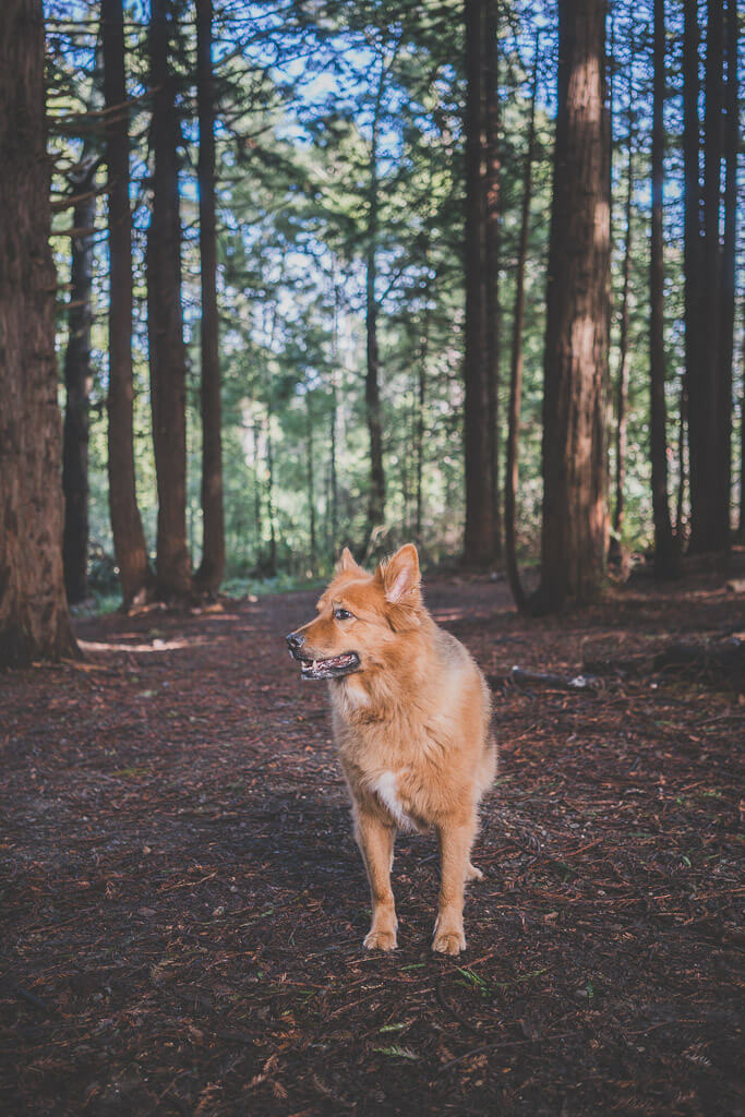 Hike with dogs in San Francisco at Sutro Open Space Reserve