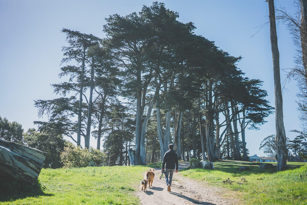 Lincoln Park in San Francisco, what to do with your dog in San Francisco