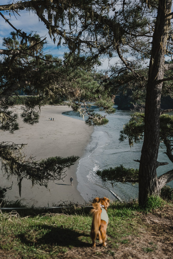 dog friendly hiking in Mendocino