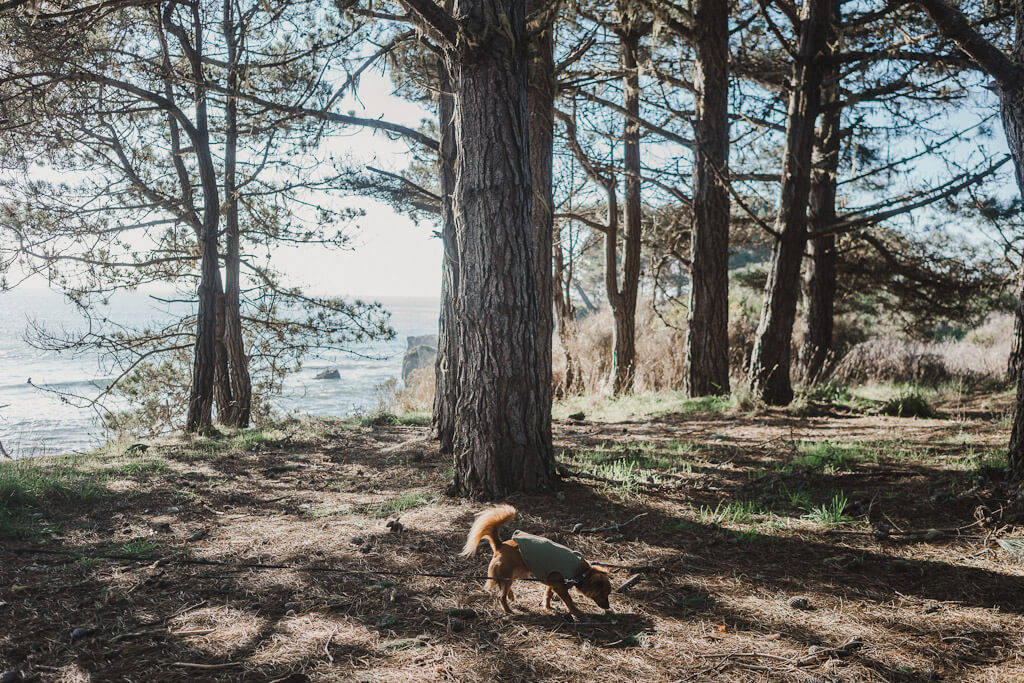 Mendocino dog friendly hiking