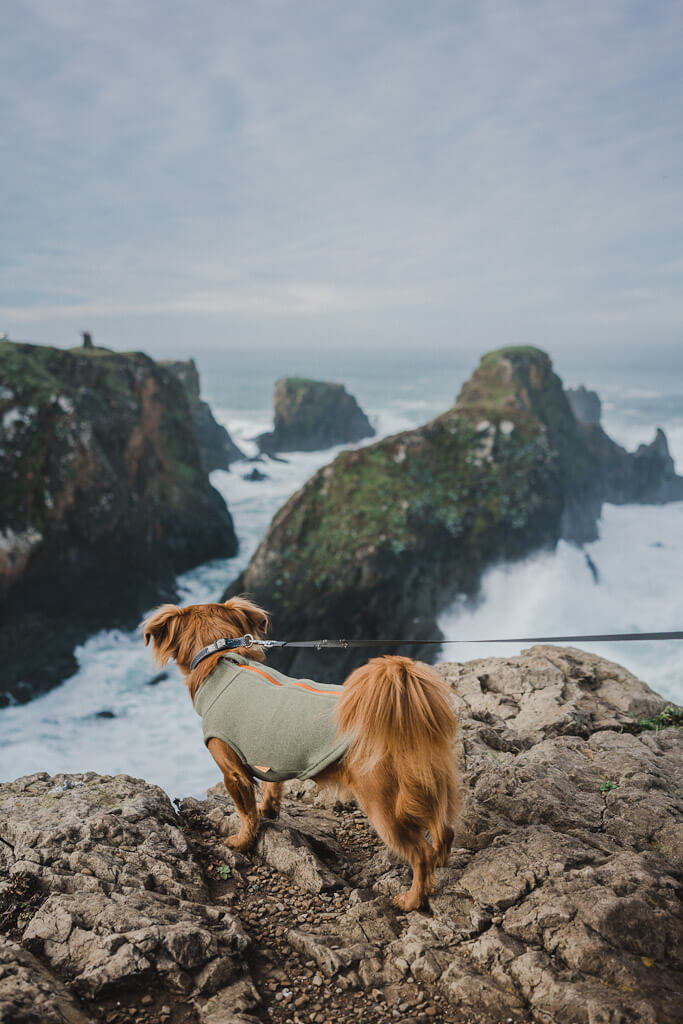 Pomo Bluffs Park in Fort Bragg has dog friendly hiking trail