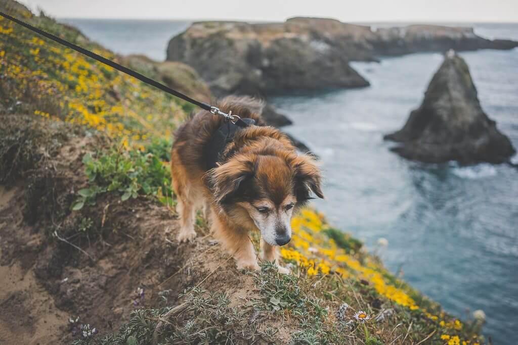 dog friendly Mendocino is a complete guide on all dog friendly activities in Mendocino county, pet friendly Mendocino