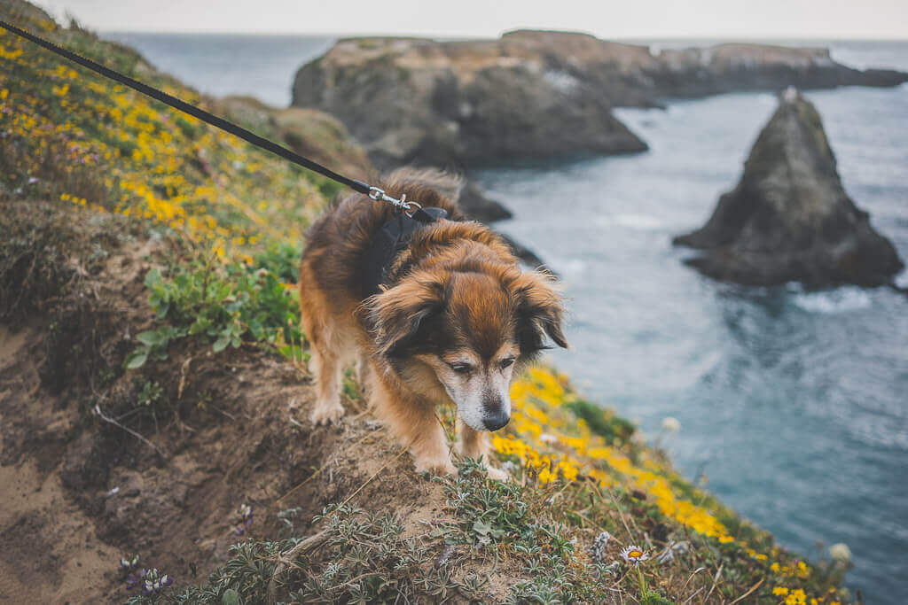 mendocino is a great stop on a dog friendly road trip in California