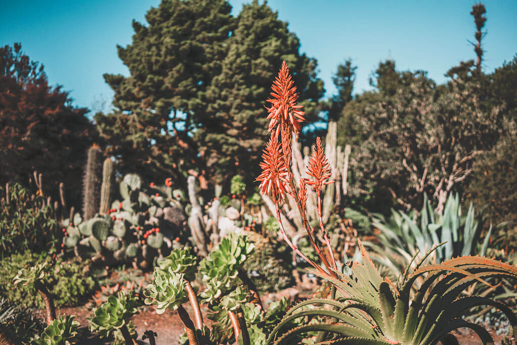 Visiting Mendocino Coast Botanical Gardens is one of the best things to do in Fort Bragg