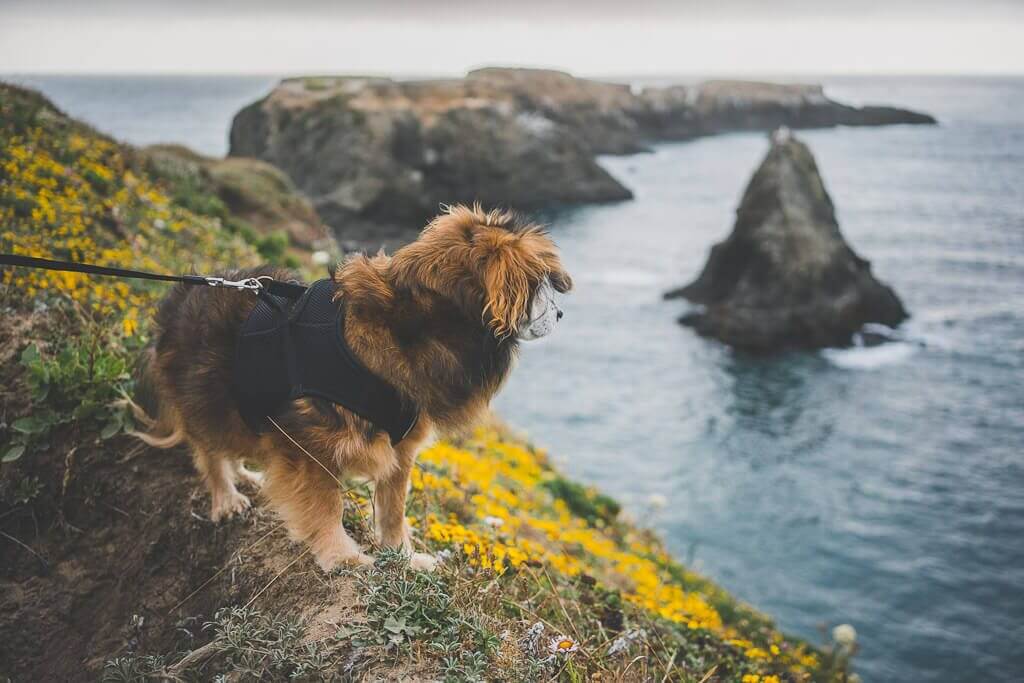 dog friendly hiking in Mendocino, dog friendly activities in Mendocino