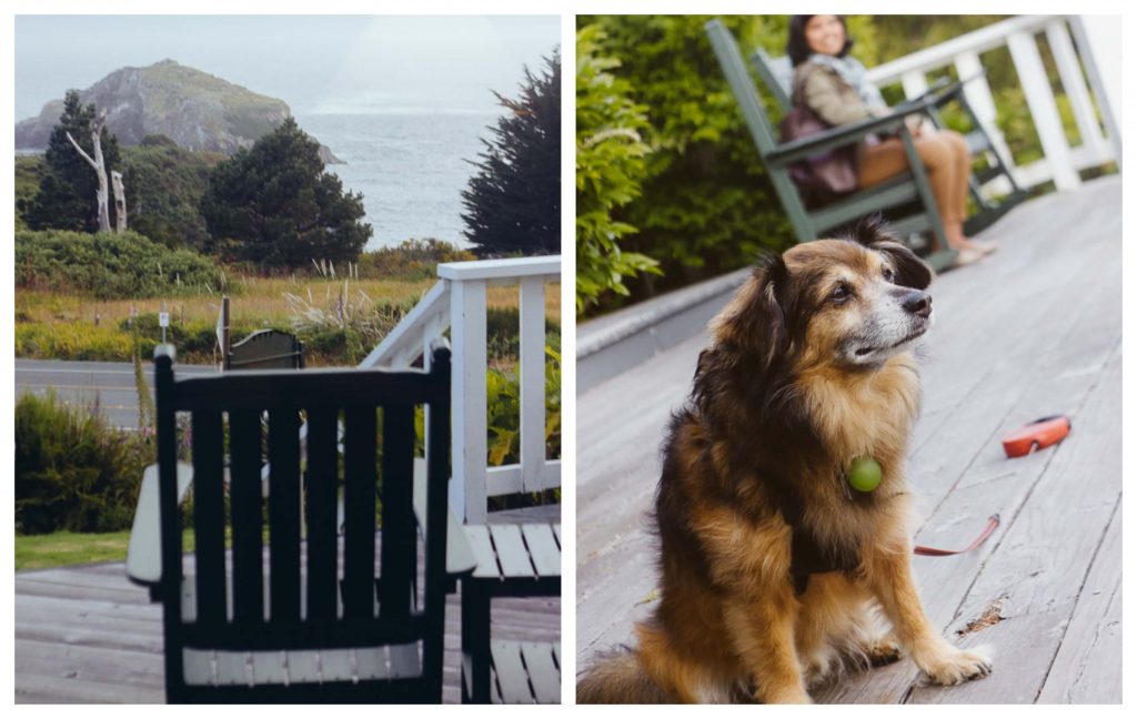 Dog friendly Mendocino Best things to do with your dog in Mendocino