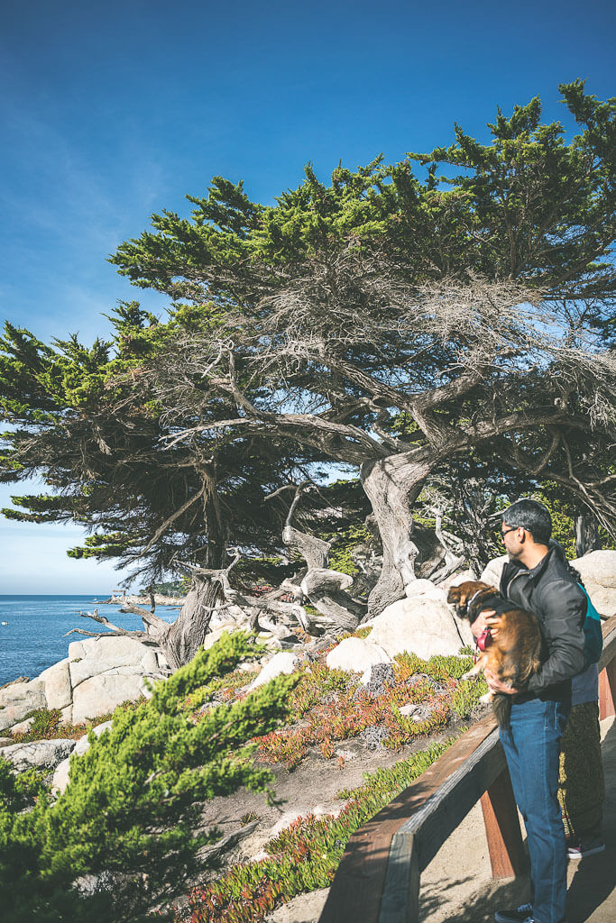 17 mile drive, dog friendly west coast road trip