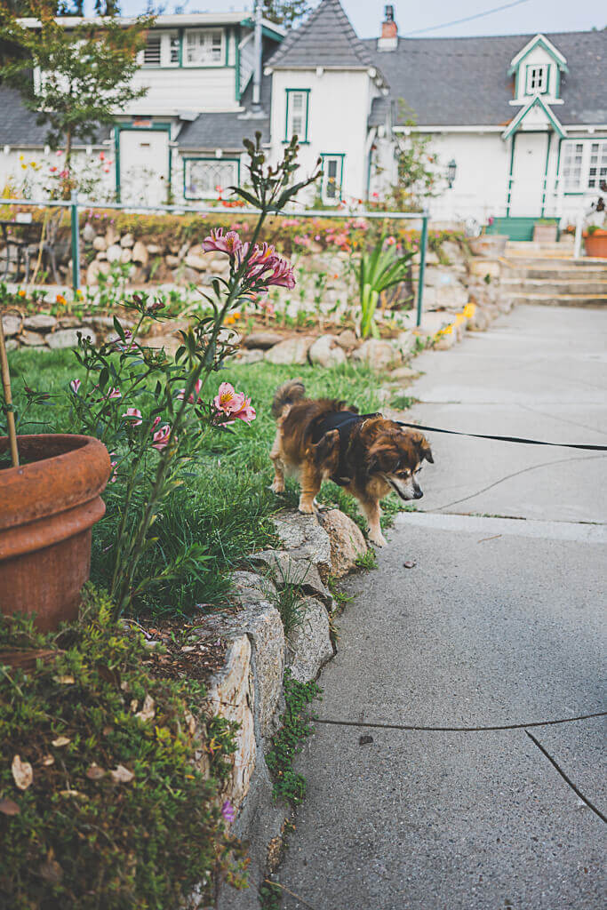 dog friendly Carmel hotels, where to stay with your dog in Carmel