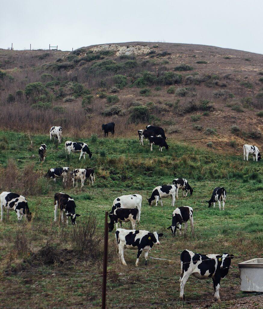 things to do in Point Reyes National Seashore, weekend at Point Reyes