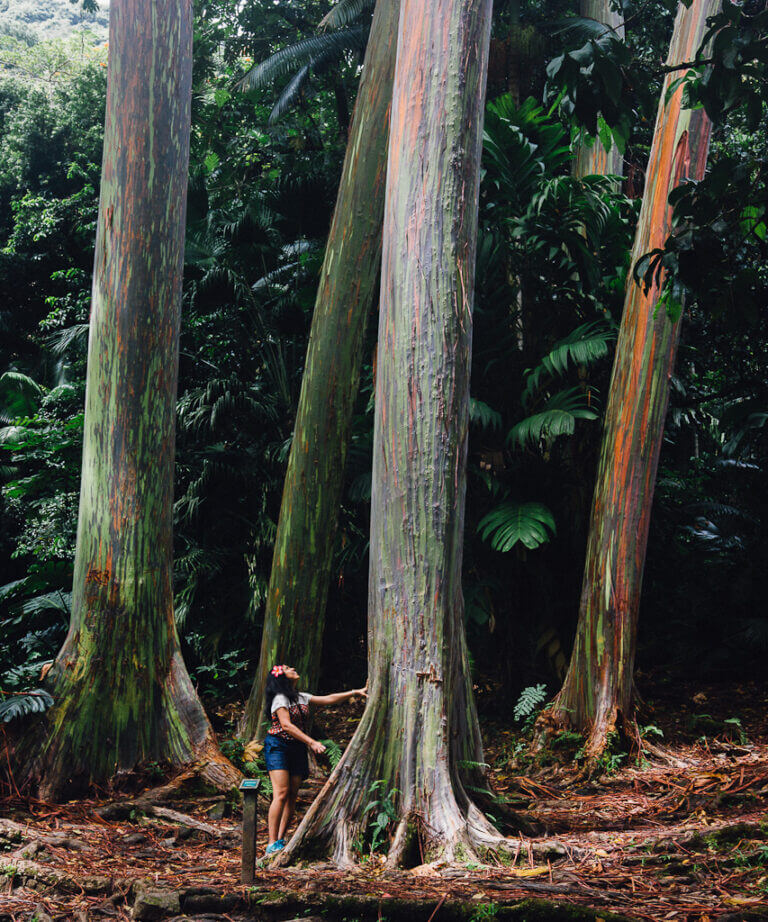 Hana travel Hawaii Maui Nature