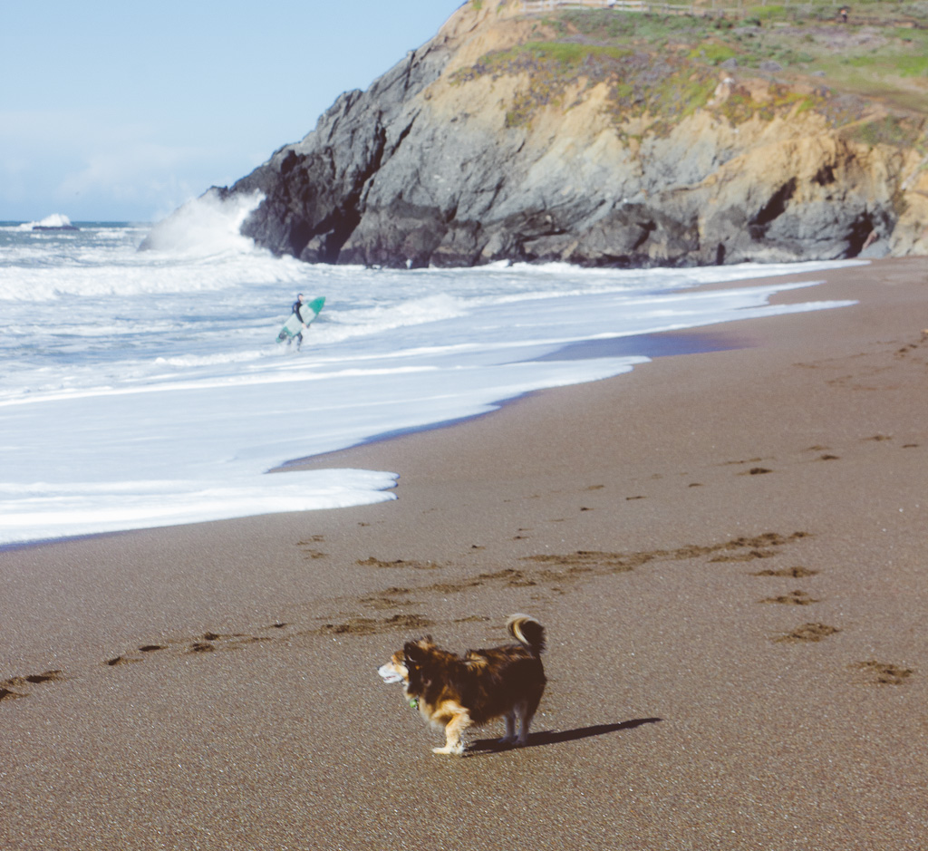 coastal trail starting from Rodeo Beach in Sausalito is a dog friendly hiking trail in Marin headlands