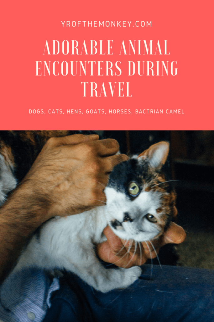 animal encounters animals dogs cats travel pets