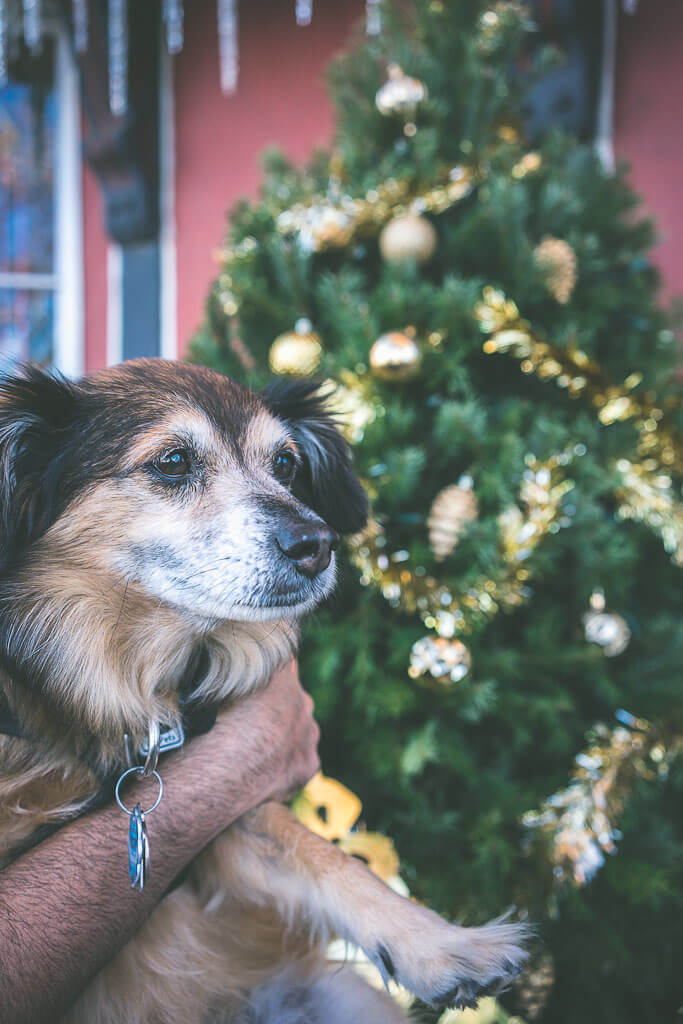 dog friendly hotels christmas 2018