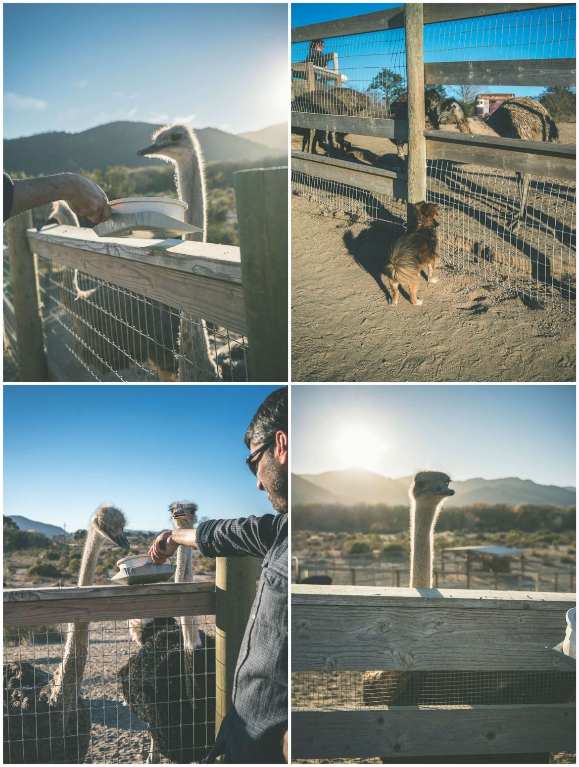 The perfect dog friendly Solvang guidewhere to stay, eat,play!