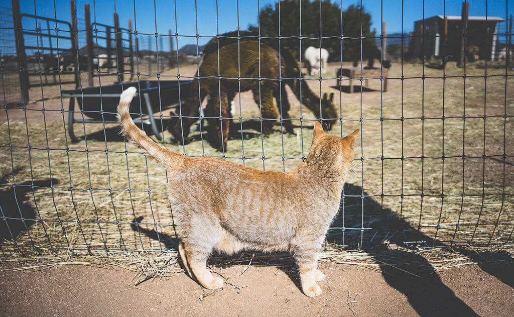 Blue Mesa Alpacas, Santa Fe, New Mexico