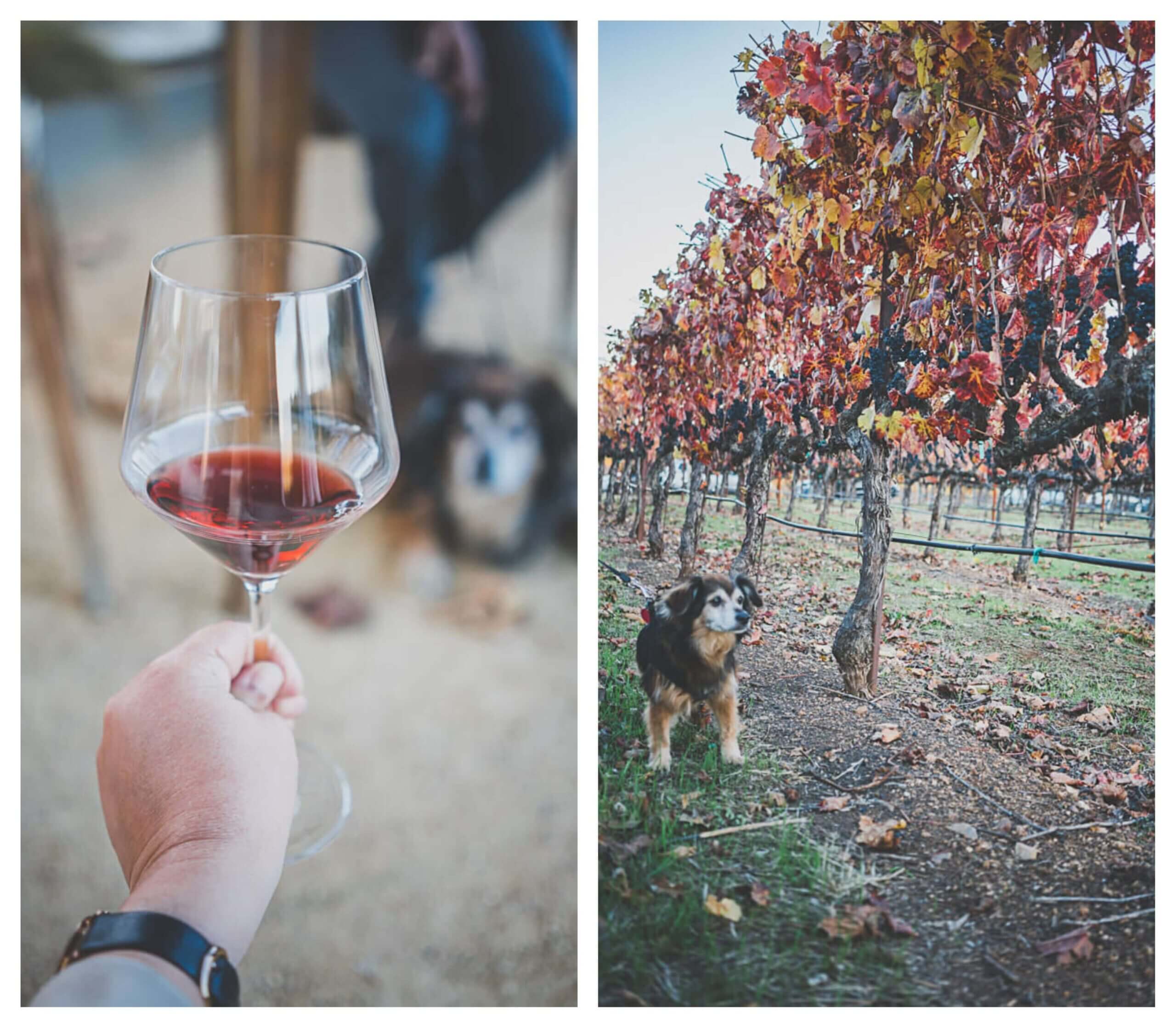 Dog friendly Russian Rivery valley wineries in Sonoma, MacRostie Winery
