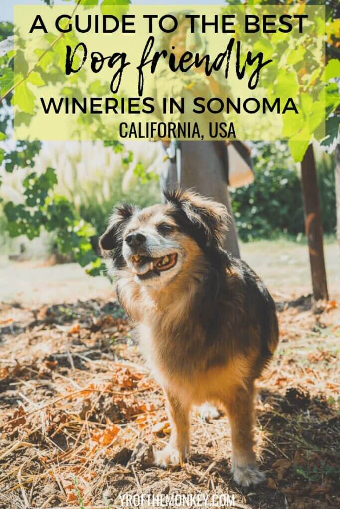 This is a guide to the best dog friendly wineries in Sonoma county, California, USA's premier wine destination. Read this guide to plan your dog friendly wine tasting at some of the prettiest wineries in Healdsburg and Kenwood where walk-ins are welcome. Pin this to your USA or pet travel board now! #winetasting #winecountry #california #USA #sonoma #dogfriendly #travelwithdogs #petfriendly 