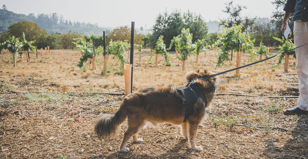 weekend trips from San francisco, dog friendly wine tasting in Sonoma