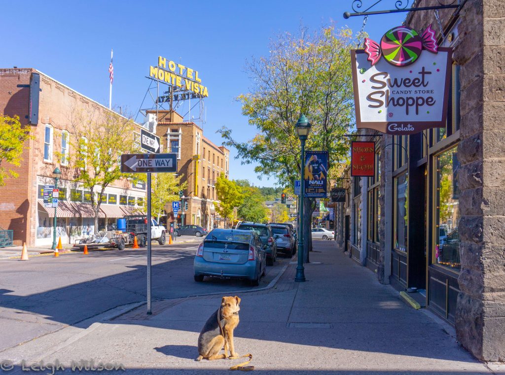 Most dog friendly cities in US, American cities that are dog friendly, dog friendly cities in USA, where to take your dog in USA, downtown Flagstaff, Arizona