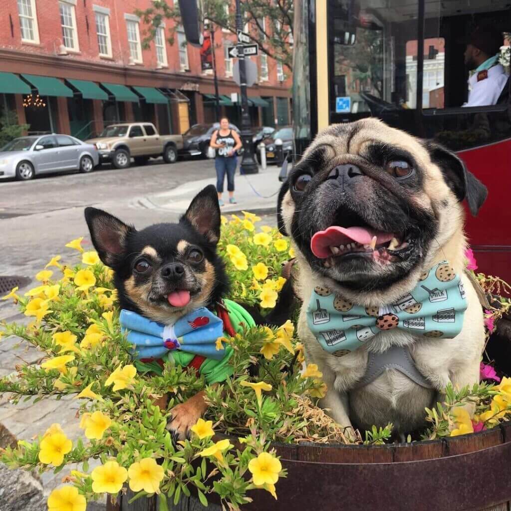 Most dog friendly cities in US, American cities that are dog friendly, dog friendly cities in USA, where to take your dog in USA, dog friendly New York city