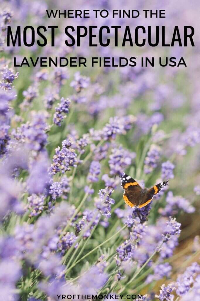 Too busy or broke to travel to Europe to see the lavender fields of Provence?Worry not, cause you can find plenty of lavender farms right here in USA. Read this guide to the top spots for visiting lavender fields in continental USA and pin this to your US board now #lavender #lavenderfields #USA #summertravel #flowerfields #lavenderfarms