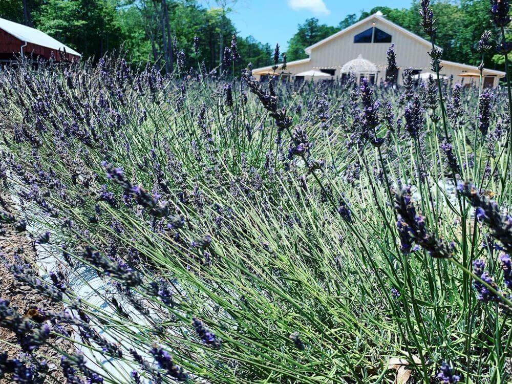 Lavender Oak farms is another beautiful lavender farm in North Carolina, USA