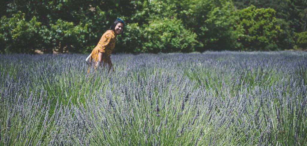 Lavender fields in USA, lavender farms in USA, where to see lavender fields and farms in USA