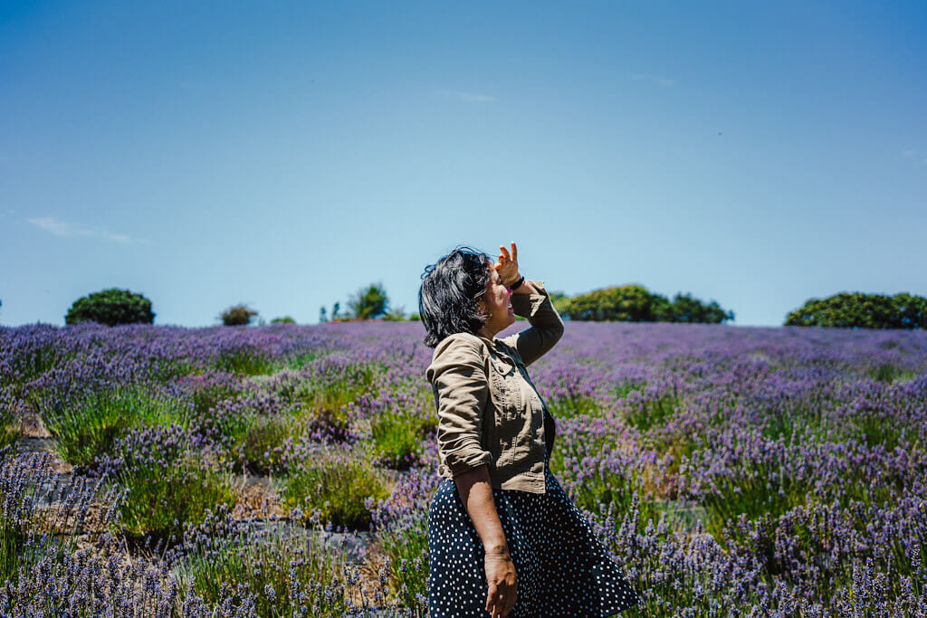 Lavender farms and fields in California-Monte Bellaria in Sonoma